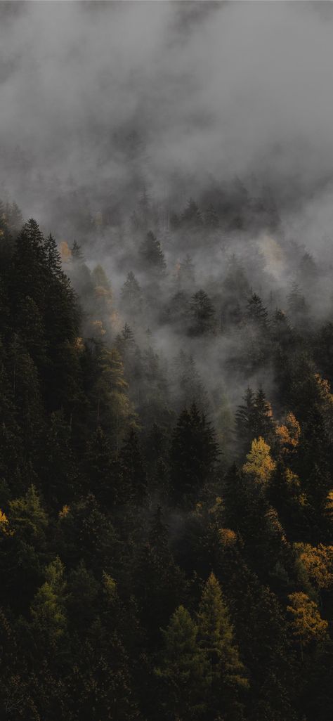 The autumn #Rieserferner-AhrnNaturePark #italy #androidwallpaper #nature #autumn #fall #iPhone11Wallpaper Outdoor Iphone Wallpaper, Moody Wallpaper, Dark Naturalism, Iphone Wallpaper Fall, Fall Background, Forest Wallpaper, Tapeta Pro Iphone, Images Esthétiques, Autumn Landscape