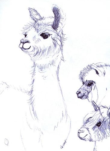 Alpaca Drawing, Llama Drawing, Llama Arts, Baby Sketch, Pencil Drawings Of Animals, Pencil Drawings Easy, Nature Art Painting, Animal Sketches, Sketchbook Inspiration