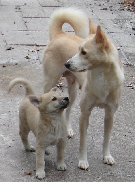 Canaan #Dogs #Puppy Aidan and I are gonna have us one someday <3 Jindo Dog, Canaan Dog, Carolina Dog, Apartment Dogs, Rare Dogs, Rare Dog Breeds, Dog Breeds Medium, Street Dogs, Puppies And Kitties