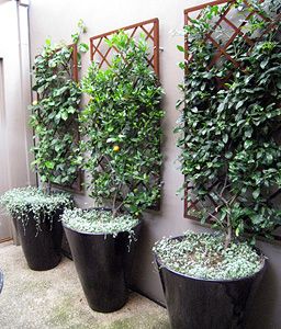 Small Patio Design, Small Courtyard Gardens, Trellis Plants, Walled Garden, Garden Pictures, Pergola Patio, Small Space Gardening, Garden Trellis, Courtyard Garden