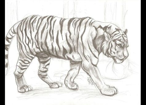 Tiger Drawing Tiger Drawing Sketches, Animal Tumblr, Easy Animal Drawings, Tiger Drawing, Seni Vintage, Drawing Animals, Coloring Ideas, Animal Drawing, Animals Art