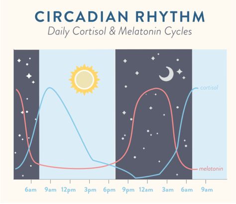 Regulating Circadian Rhythm (and why that's important) ~ The Paleo Mom What Is Adrenal Fatigue, The Paleo Mom, Paleo Mom, Nerve Cell, Cortisol Levels, Adrenal Fatigue, Circadian Rhythm, Psychology Today, Holistic Healing