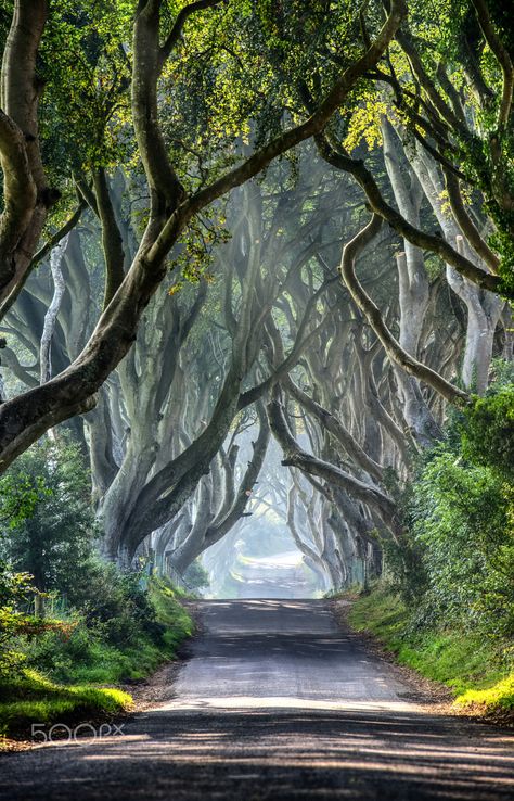 Post anything (from anywhere!), customize everything, and find and follow what you love. Create your own Tumblr blog today. Hedge Trees, Beautiful Driveways, Vintage Places, Magical Pathways, Rain Gif, Dark Hedges, Driveway Landscaping, Tree Forest, Photographic Art