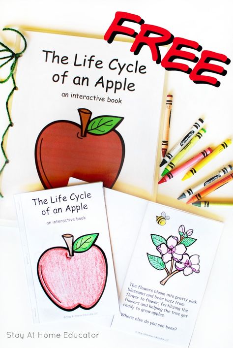 Apple Life Cycle Printable booklet and class book for apple theme in preschool, kindergarten and beyond Apple Life Cycle Craft, Ecse Classroom, Life Cycle Of An Apple, Preschool Apple Theme, September Preschool, Apple Kindergarten, Apple Life Cycle, Apple Lessons, Apple Preschool