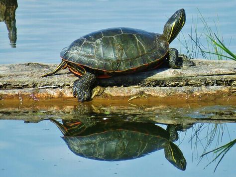 Western Painted Turtle, Farm Mural, River Turtle, Painted Turtle, Sacramento River, Turtle Drawing, My Father's World, Summer Trees, Weather Underground