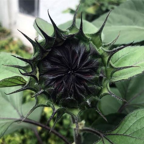 20 Gothic Garden Flowers by Kat Von D - Thursd Bachelor Button Flowers, Black Petunias, Black Sunflower, Goth Garden, Eco Garden, Ginger Flower, Gothic Garden, Vertical Garden Wall, Black Tulips