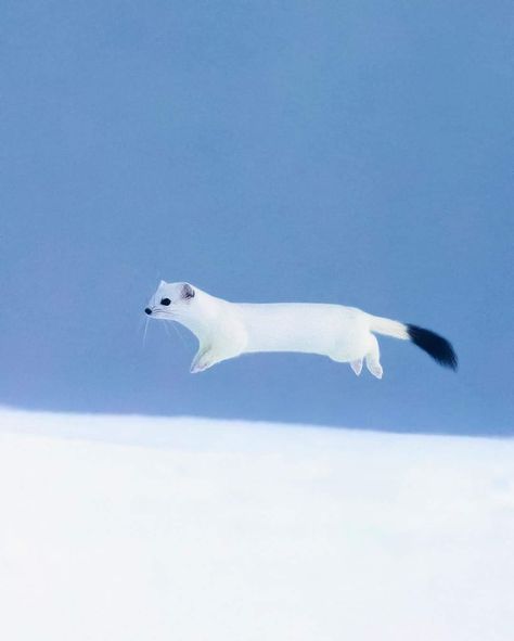 White Stoat Animal, Ferret Running, Stoat Aesthetic, Weasel Aesthetic, Winter Stoat, Stoat Drawing, Stoat Animal, Weasel Drawing, Week In Switzerland