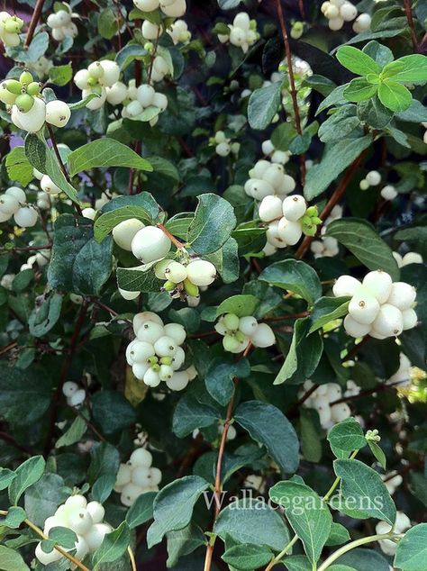 Snowberry 'Bright Fantasy' (Symphoricarpos) Deciduous woodland garden shrub, attractive to birds and butterflies. Berries are harmful to humans. Symphoricarpos Albus, Birds And Butterflies, Southern Garden, Garden Shrubs, Landscape Plan, Woodland Garden, Small Garden Design, Landscaping Plants, Trees And Shrubs