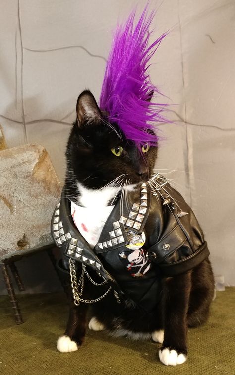 Punk cat Fig Faeth, Pet Poses, Britta Perry, Emo Cat, Punk Cat, Punk Cats, Cat Outfit, Mom Aesthetic, Cat Cosplay