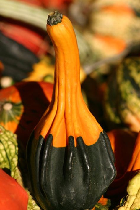 Fall Gourds Decor, Drying Gourds Diy, Gourds Crafts Projects, Decorating With Gourds, Drying Gourds, How To Dry Gourds, Fall Festival Activities, Gourds Diy, Dried Gourds