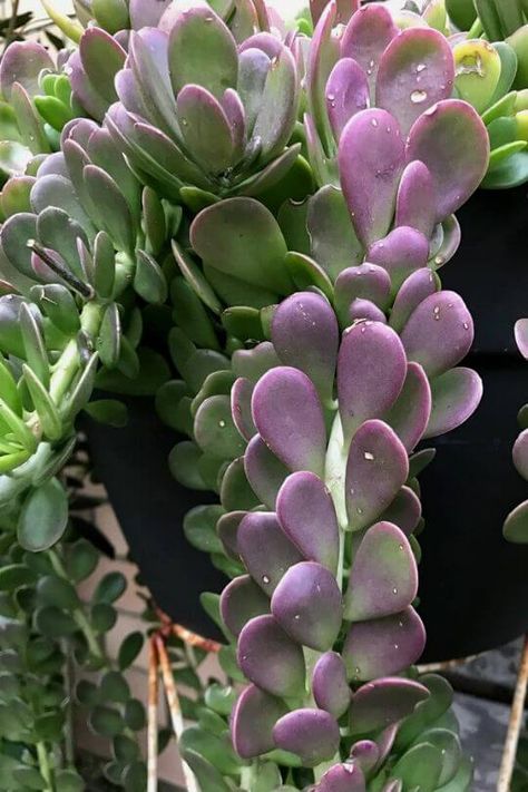 Trailing Jade - Senecio jacobsenii Trailing Jade Plant Care, Trailing Jade Plant, Succulents Landscaping, Trailing Succulents, Jade Plant Care, Peace Lillies, Succulent Outdoor, Garden Succulents, Purple Succulents