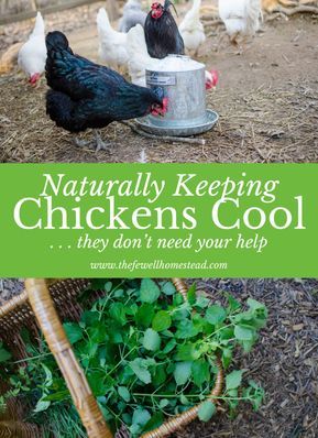 Chicken Feed Diy Ideas, Chicken Rearing Ideas, Layer Feed For Chickens, Free Chicken Food, What Scraps Can Chickens Eat, Feed Chickens For Free, What Can I Feed My Chickens, What Not To Feed Chickens, What Do Chickens Eat