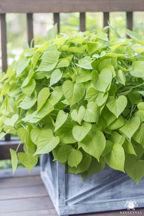 Sweet potato vines get huge in direct, hot sunlight and are perfect in deck or porch planters Shade Plants In Pots, Sunny Porch Plants, Plants For Direct Sunlight Outdoor, Deck Plants Decor, Back Porch Plants, Direct Sun Plants Outdoor, Direct Sunlight Plants Outdoor, Best Porch Plants, Plants For Outdoor Planters