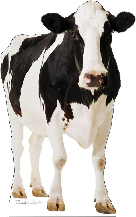 AmazonSmile: Advanced Graphics Cow Life Size Cardboard Cutout Standup : Home & Kitchen Improv Games, Cardboard Model, Farm Animals Birthday Party, Farm Themed Birthday Party, Animal Cutouts, Farm Animal Birthday, Cow Pictures, Cow Png, Cardboard Cutouts