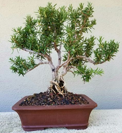 Rosemary Bonsai Tree, Bonsai Rosemary, Rosemary Bonsai, Bonsai Tips, Garden Bonsai Tree, Bonsai Diy, Bonsai Nursery, Taxus Baccata, Pre Bonsai