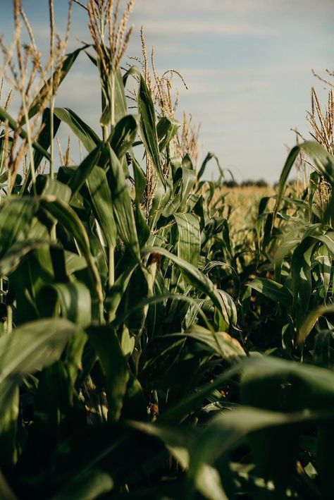 Corn Farming, Homestead Property, Agriculture Photography, Agriculture Photos, Corn Field, Farm Lifestyle, Farm Photography, Summer Corn, Greek Gods And Goddesses