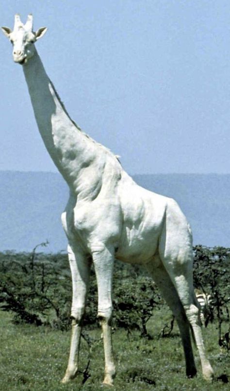 Albino Shark, Albino Giraffe, Rare Albino Animals, White Giraffe, Albino Animals, Big Animals, Animal Antics, Rare Animals, Pretty Animals