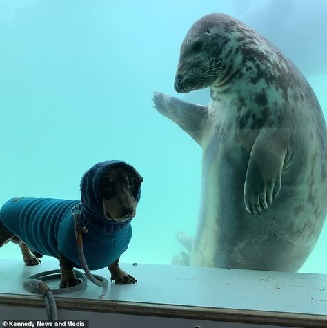 Melanie witnessed the unusual encounter when she visited the Sea Life Trust Cornish Seal S... Unlikely Friends, Seal Pup, Aquatic Animals, Silly Animals, Make Friends, Other Countries, Marine Animals, Sausage Dog, Holiday Photos