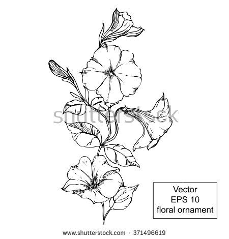 Tattoo Black and White Petunia | black and white floral ornament with flowers and leaves. Hand drawn ... Petunias Tattoo Design, Black Petunia Tattoo, Petunia Tattoo Design, Petunia Flower Drawing, Petunia Flower Tattoo, Petunia Drawing, Petunia Tattoo, Pink Flower Tattoos, Morning Glory Tattoo