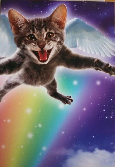 Sac Boy, Cat Flying, Flying Cat, Galaxy Cat, Nyan Cat, Profil Anime, Silly Cats Pictures, Cat Icon, Silly Animals