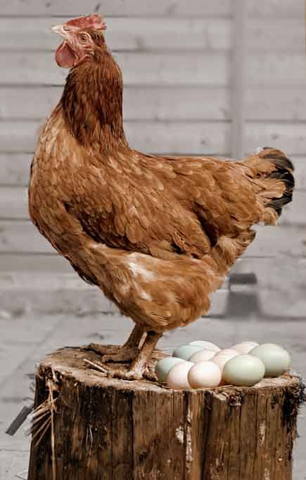 Porch Diy, Brick Porch, Brown Chicken, Wendy Darling, Porch Decorations, Hen Chicken, Small Bench, Egg Laying, Chickens And Roosters