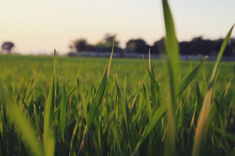 Grass Close Up, Insect Moodboard, Netural Photo, Trees Photos, Forest Project, Dance Camp, Perspective Photography, Grassy Field, Product Shots