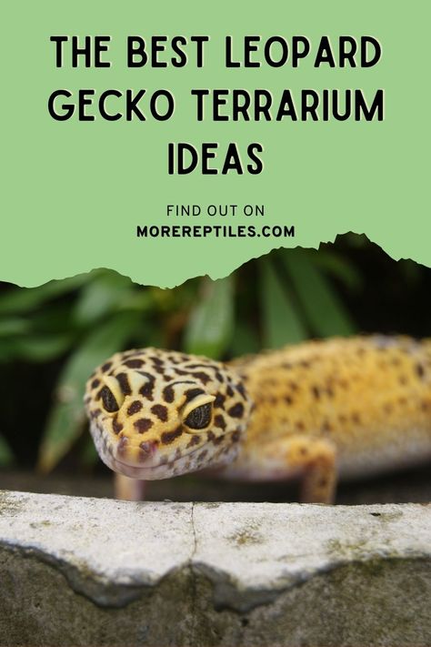 Get creative with leopard gecko terrarium ideas! Learn about the perfect habitat for your gecko. #LeopardGeckoTerrarium #MoreReptiles Mediterranean Gecko Terrarium, Spotted Gecko Habitat, Leopard Gecko Bioactive Vivarium, Leapord Gecko Habitat Ideas Diy, Leopard Gecko Safe Plants, Leopard Gecko Natural Habitat, Diy Lizard Terrarium, Leopard Gecko Vivarium Ideas, Lepord Gecko Enclosure Ideas