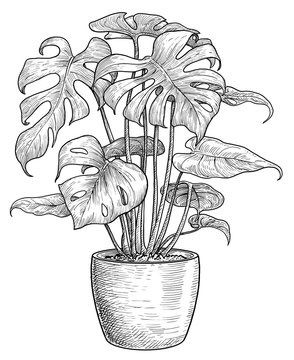 Plants Pencil Drawing, Monstera Sketches, Flower Pot Drawing Pencil, Plant Sketch Pencil, Monstera Plant Sketch, House Plant Drawing, Monstera Plant Drawing, Sketching Plants, Sketch Plants