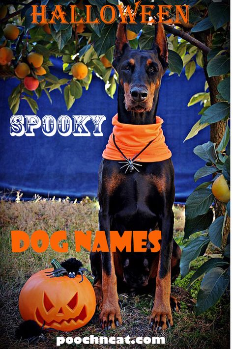 Halloween Themed Names, Spooky Names Ideas, Goth Dog Names, Spooky Names, Witchy Names, Boy Dog Names, Halloween Puppy, Halloween Duos, Girl Dog Names