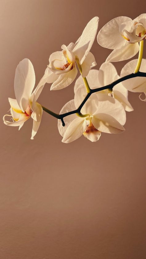 Orchid Flower Wallpaper Iphone, Orchid Iphone Wallpaper, Orchid Wallpaper Backgrounds, Orchid Aesthetic Flower, White Orchid Aesthetic, Orchid Wallpaper Aesthetic, Orchid Aesthetic Wallpaper, Orchid Wallpaper Iphone, Orchid Flower Aesthetic