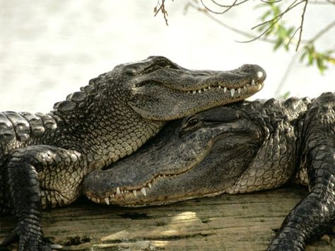 These Touching Photos of Love in the Animal Kingdom Will Melt Your Heart! Crocodile Wallpaper, Romantic Animals, Crocodile Animal, Touching Photos, Saltwater Crocodile, Crocodiles, Reptiles And Amphibians, Animal Wallpaper, Amphibians