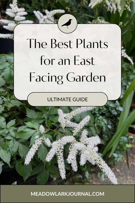 white astilbe best plants for east facing garden East Facing Garden Design Uk, Plants For East Side Of House, East Facing Garden Ideas, East Facing Landscaping Front Yard, East Facing Flower Bed Ideas, East Facing Garden Design, East Facing Garden, Evergreen Ferns, Water Wise Landscaping