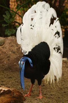 Bulwer's Pheasant, Pallavi Patil, Birds Pics, Rooster Painting, Wild Animals Pictures, Interesting Animals, Unusual Animals, Rare Birds, Rare Animals