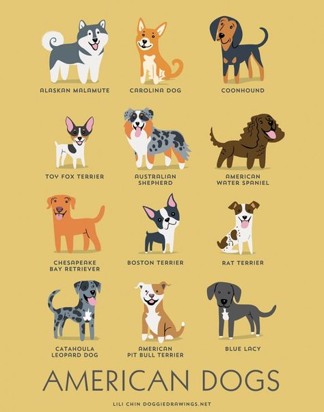 An Illustrated Guide To The Dogs Of The World. - Album on Imgur Dog Breeds Chart, Ras Anjing, Carolina Dog, American Water Spaniel, Dog Illustrations, Dachshund Funny, Dog Hotel, American Dog, Toy Fox Terriers