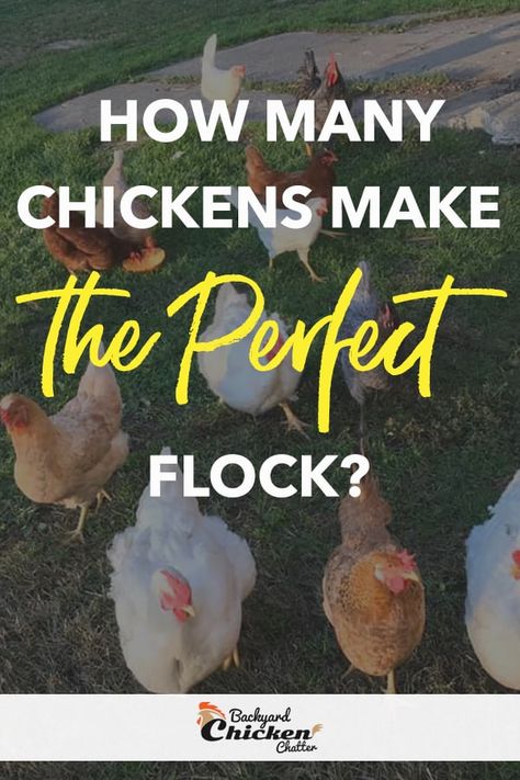 How Many Chickens Do I Need, How Many Chickens Do I Need For Eggs, Farming Chickens, Different Breeds Of Chickens, Chicken Raising, Chicken Barn, Chicken Care, Backyard Chicken Coop Plans, Backyard Farm