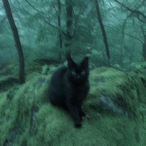 People And Cats, Black Cat Aesthetic, Being Weird, Grunge Pictures, Dark Green Aesthetic, 강아지 그림, Images Esthétiques, Green Forest, Cat Aesthetic