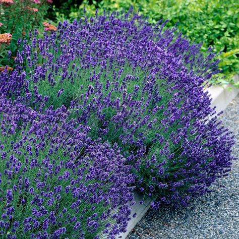 Lavandula Hidcote, Hidcote Lavender, English Lavender Plant, Munstead Lavender, Autumn Flowering Plants, Lavender Hidcote, Lavender Bush, Summer Flowering Bulbs, Biennial Plants