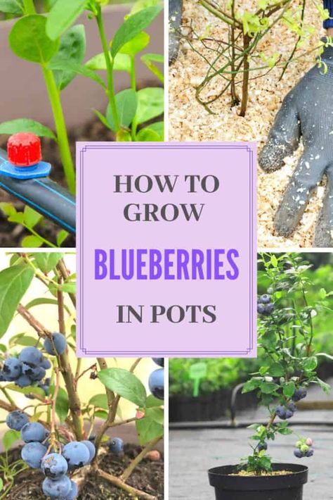 How To Grow Blueberries In Pots Blueberry Potted Plant, Blueberry In Pot, Blueberry In Pots Growing, Growing Blueberry Bushes In Containers, Planting Blueberries In Containers, Blueberry Bushes In Container, Potted Blueberry Bush, Blueberry Plants In Pots, Container Blueberries