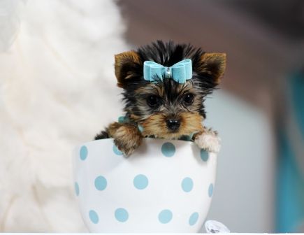 ♥♥♥ Teacup Yorkie! ♥♥♥ Bring This Perfect Baby Home Today! Call 954-353-7864 www.TeacupPuppies... ♥ ♥ ♥ TeacupPuppiesStore - Teacup Puppies Store Tea Cup Yea Cup Yorkie, Teacup Yorkies For Sale, Teacup Yorkie For Sale, Teacup Yorkies, Yorkies For Sale, Top Dog Breeds, Cele Mai Drăguțe Animale, Yorkie Puppies, Tea Cup Dogs