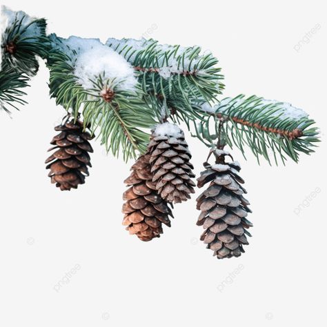 green spruce branches with pine cones covered with snow in winter forest part of the christmas tre Snow Covered Pine Trees, Winter Branches, Christmas Tree Snow, Pine Branches, Window Ideas, Pine Branch, Winter Forest, Pine Needles, Graphic Templates