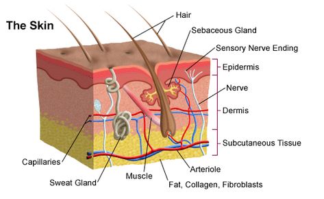 Skin is made up of two layers. The epidermis is the outside part of the skin. It has sweat pores and hairs. Skin color is determined by how much melanin it contains. Know more facts about your skin here: http://easyscienceforkids.com/all-about-human-skin/ Skin Anatomy, Sensory Nerves, Integumentary System, Degree Burns, Layers Of The Epidermis, Subcutaneous Tissue, Skin Quiz, Skin Model, Sweat Gland