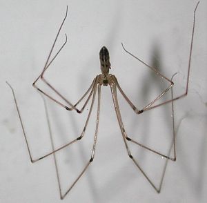 Cellar Spider. NZ. Treat this as your friend despite it having one of the most potent venoms of any spider. It is not able to bite through human skin but will usually get the better of a White Tail spider many times its weight. There is a great TV programme about this which I will try to upload later. If you see one, usually in the corner of your ceiling, put your finger near it and it should start shaking. This is part of its strategy in dealing with a White Tail. Spider Chart, Killing Spiders, Types Of Spiders, House Spider, Spider Crafts, Cool Bugs, Spider Tattoo, Creepy Crawlies, Spooky Scary