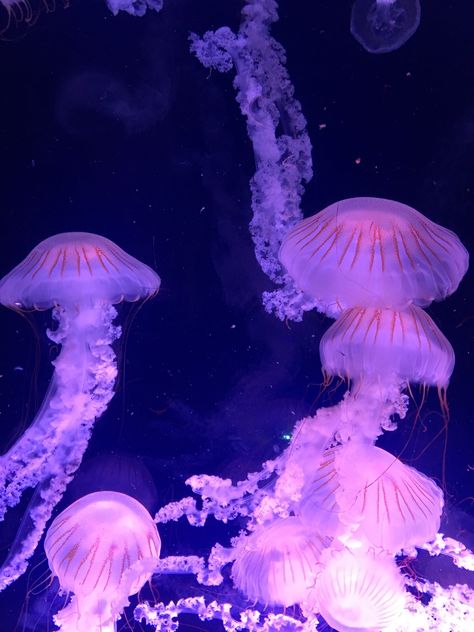 Jellyfish Pfp, Aquarium Jellyfish, Ocean Life Photography, Jellyfish Pictures, Jellyfish Aquarium, Sea Jellies, Princess Jellyfish, Jellyfish Art, Art Pretty