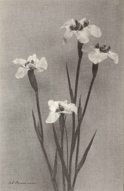 William Edward Dassonville - Study Of Iris, 1900 Fotografi Vintage, Google Plus, Cebu, Of Wallpaper, Wall Collage, Aesthetic Art, Art Wallpaper, Aesthetic Pictures, Art Inspo