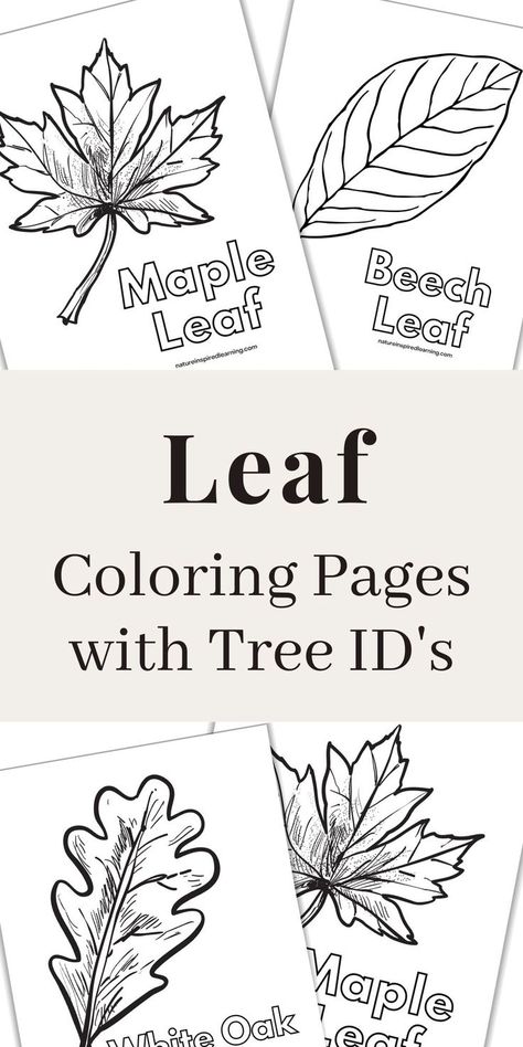 black and white leaf printables overlapping with a grey rectangle in the middle with text overlay Leaves Activities For Kindergarten, Leaf Unit Study Kindergarten, Preschool Leaf Theme, Leaf Lesson Plans Preschool, Tree Lesson Plans Preschool, Tree Kindergarten Activities, Tree Day Activities For Kids, Parts Of A Tree Worksheet, Tree Study Creative Curriculum Preschool