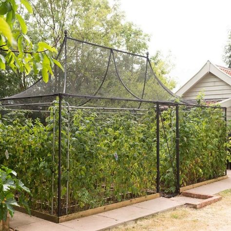 Pavilion Fruit Cage Fruit Cages, Fruit Cage, Potager Garden, The Gardener, Veg Garden, Vegetable Garden Design, Food Garden, Fruit Garden, Flowers Wallpaper