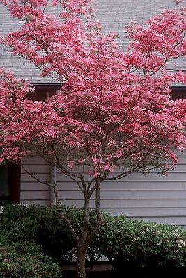 Flowering Dogwood Pink Dogwood Tree, Cornus Florida, Flowering Dogwood, Dogwood Tree, Pink Dogwood, Landscape Plants, Oregon State University, Dogwood Trees, Beautiful Trees