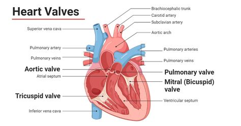 Heart valves are the specialized flap or cusp-like structures inside the heart composed primarily of dense connective tissues that maintain the one-way flow of the blood inside the heart i.e., ... Read more The post Heart Valves: Types, Structure, Functions, Diseases appeared first on Microbe Notes. Chambers Of The Heart, Microbiology Notes, Atrial Septal Defect, Heart Structure, Abdominal Aorta, Subclavian Artery, Tricuspid Valve, Heart Location, Mitral Valve