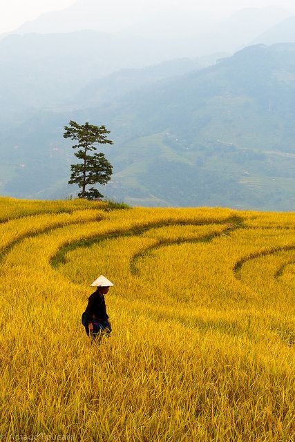 Yellow rice fields in Xín Mần, Northeast Vietnam by Arnaud Foucard, via Flickr Vietnam Voyage, Foto Langka, Yellow Rice, Rice Fields, Image Nature, Halong Bay, Vietnam Travel, Mongolia, Hanoi