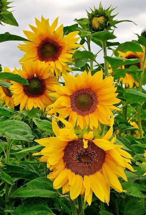 Pictures Of Sunflowers, Growing Sunflowers, Sunflower Photography, Sunflowers And Daisies, Matka Natura, Sunflower Pictures, Sunflower Garden, Sunflower Wallpaper, Sunflower Art